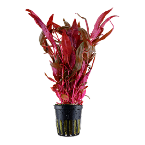 Alternanthera reineckii Pink Breitblättriges rotes Papageienblatt Ø 5cm Wasserpflanze