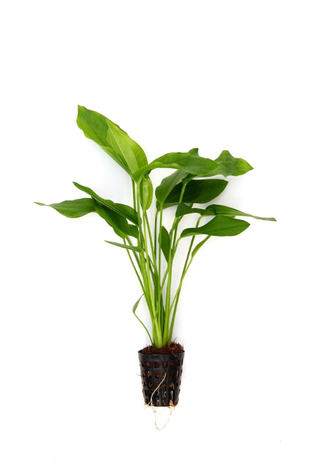 Echinodorus argentinensis Wasserpflanze