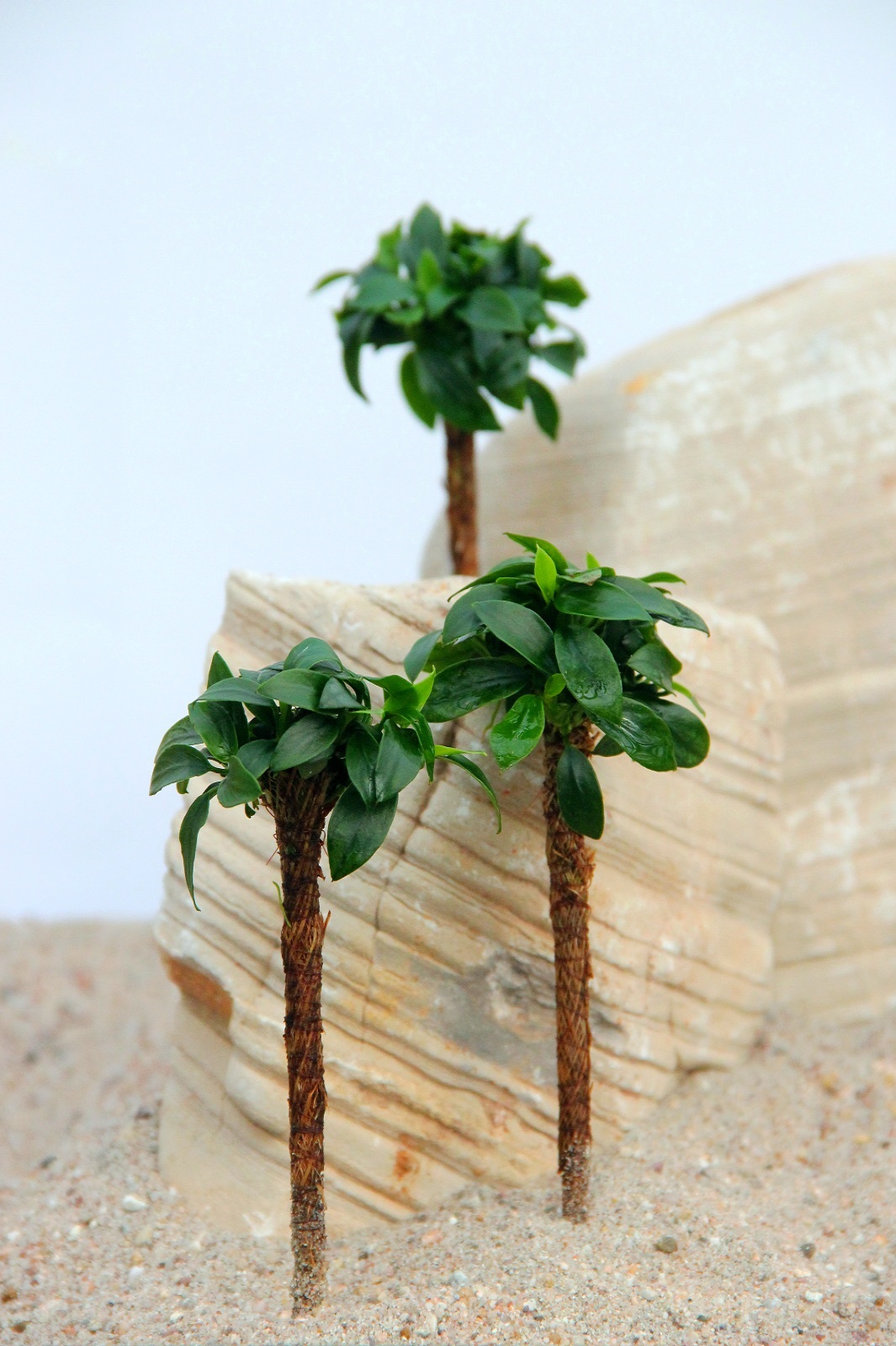 Bonsai Palme mit Anubias barteri var. nana 'Bonsai' Aquariumpflanze