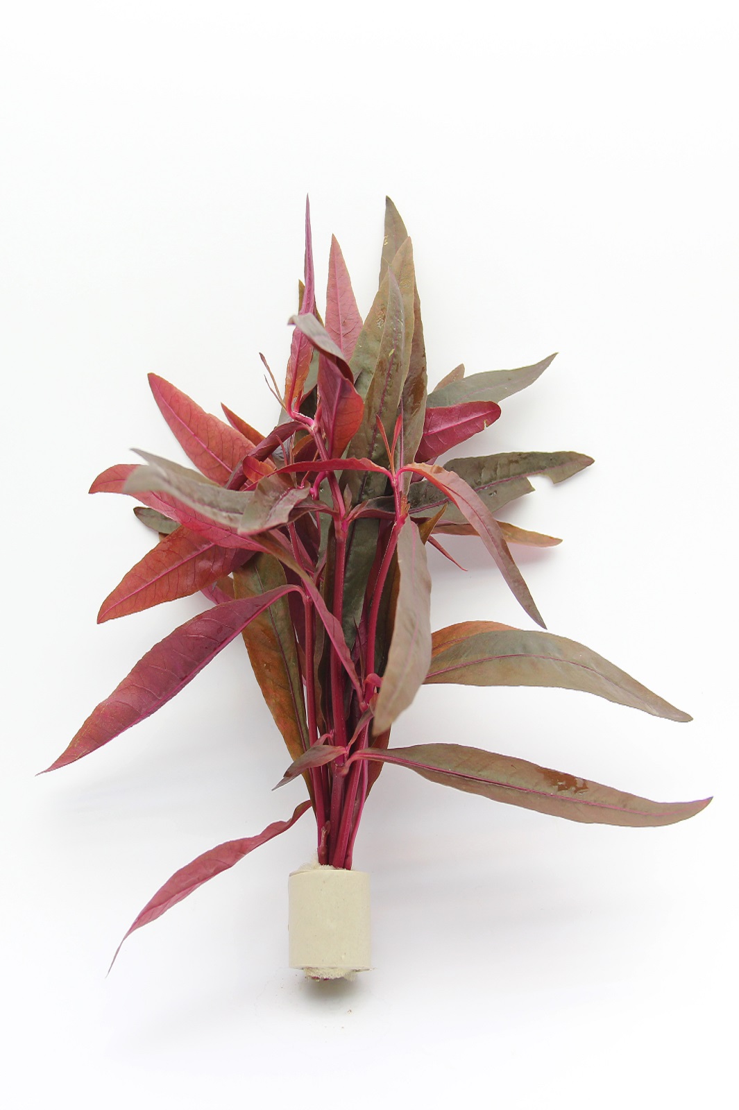 Alternanthera reinecki Lilas 1 Tonring  Papageienblatt  Aquariumpflanze