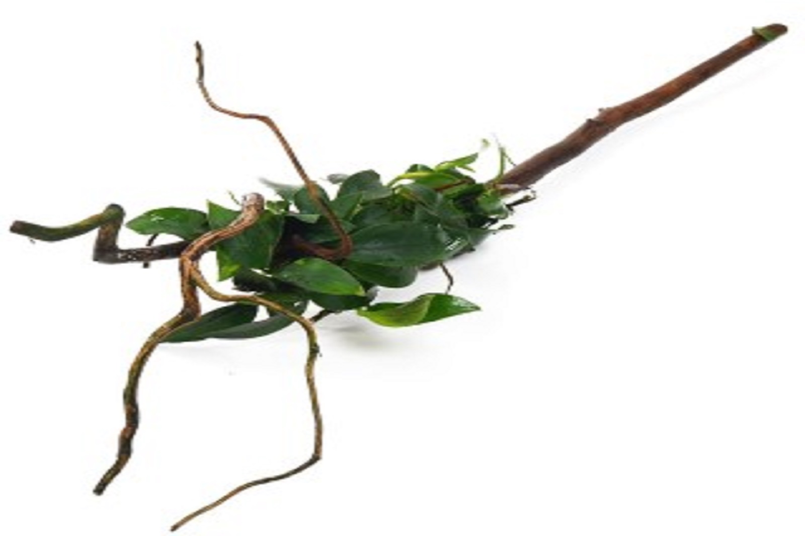 Anubias nana Spiderwood  Wurzel Wasserpflanze Aquarium Dennerle