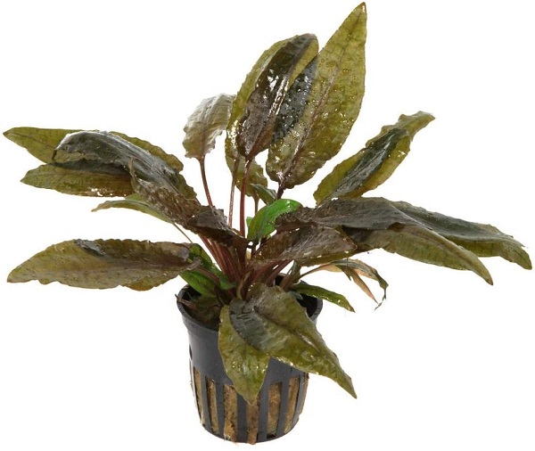 Cryptocoryne wendtii 'Tropica' im Topf Wasserpflanzen Aquariumpflanzen